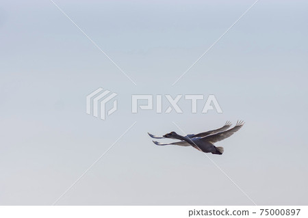 Flying tundra swan in early spring Flying tundra swan in early spring 75000897