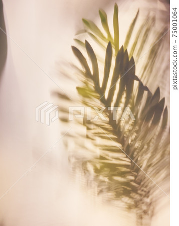 Palm leaf foliage Plant in glasshouse Nature art background Palm leaf foliage Plant in glasshouse Nature art background 75001064