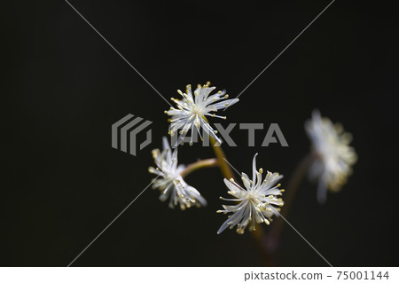 Seribauren Seribauren 75001144