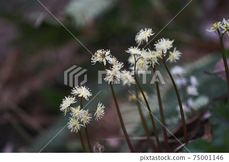 Seribauren Seribauren 75001146