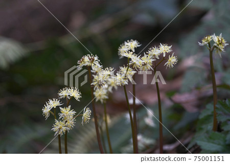 Seribauren Seribauren 75001151