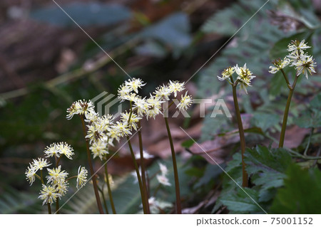 Seribaouren 75001152