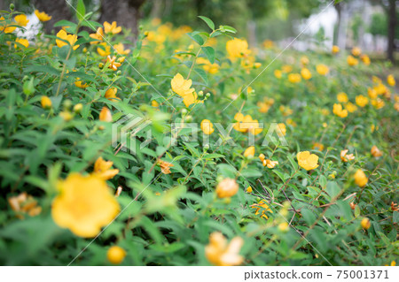 在黃色[初夏]盛開的大花金線梅 75001371