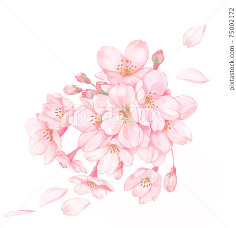 櫻花和花瓣水彩風格 櫻花和花瓣水彩風格 75002172
