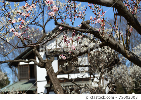 Fuchu City Local Forest Museum Plum Blue Sky Fuchu City Local Forest Museum Plum Blue Sky 75002308