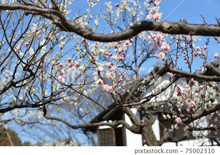 Fuchu City Local Forest Museum Plum Blue Sky Fuchu City Local Forest Museum Plum Blue Sky 75002310