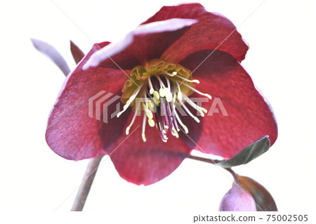 明亮的聖誕節玫瑰盛開各種顏色 明亮的聖誕節玫瑰盛開各種顏色 75002505