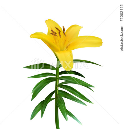 Colorful naturalistic blossoming yellow lily flower on green stem on white background. Vector Illustration 75002525