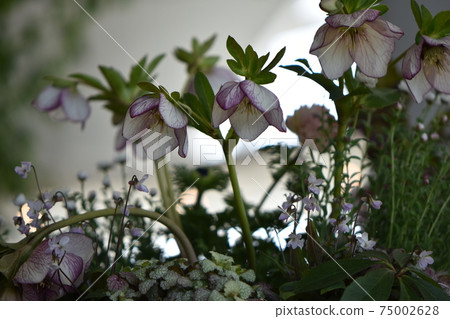 Bright Christmas rose blooming in various colors 75002628