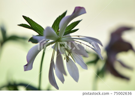 Bright Christmas rose blooming in various colors 75002636