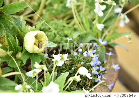 Bright Christmas rose blooming in various colors 75002649