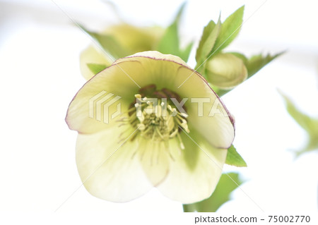 Bright Christmas rose blooming in various colors 75002770