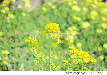 Rape blossom park Rape blossom park 75002778