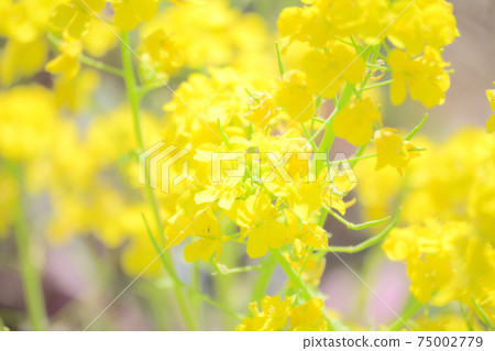 Rape blossom park Rape blossom park 75002779