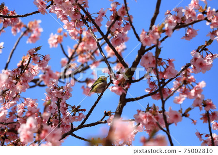 白眼和川津櫻花春天的景色 白眼和川津櫻花春天的景色 75002810