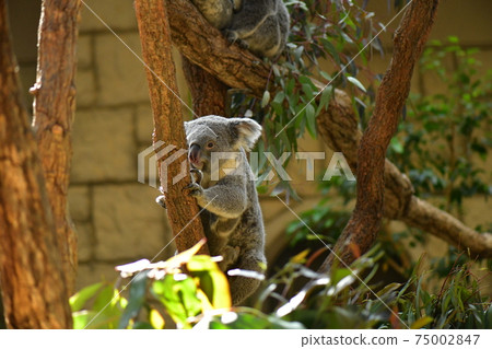 Koala Koala 75002847