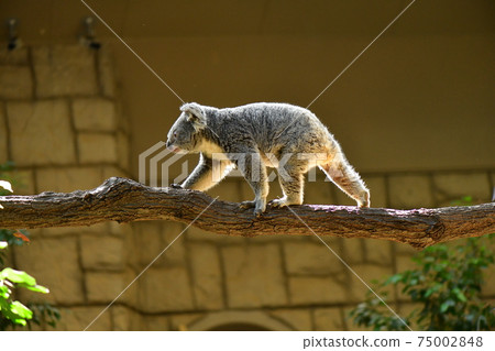 Koala Koala 75002848