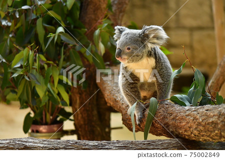 Koala Koala 75002849