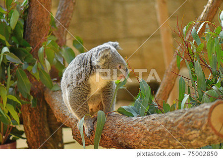 Koala Koala 75002850