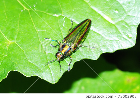Buprestidae (Buprestidae) 75002905
