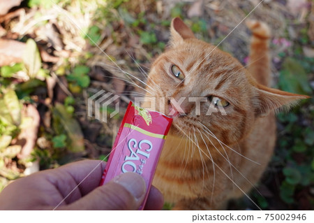 Three kittens of stray cats who are separated from their parents survive the cold winter together Three kittens of stray cats who are separated from their parents survive the cold winter together 75002946