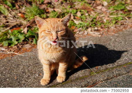 Three kittens of stray cats who are separated from their parents survive the cold winter together Three kittens of stray cats who are separated from their parents survive the cold winter together 75002950