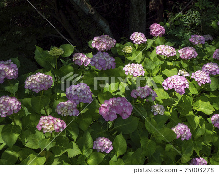 hydrangea hydrangea 75003278