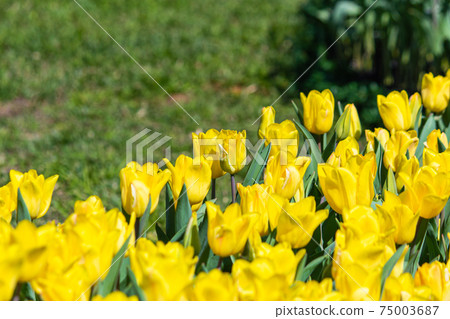 都市花園 士林官邸 鬱金香季節性花展 75003687