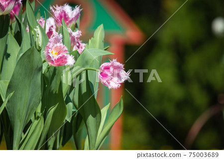 Urban Garden Shilin Official Residence Tulip Seasonal Flower Show 75003689
