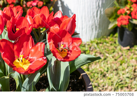 都市花園 士林官邸 鬱金香季節性花展 75003708