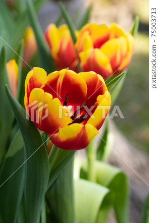 Urban Garden Shilin Official Residence Tulip Seasonal Flower Show 75003713