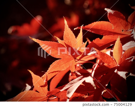 Autumn leaves 75004129