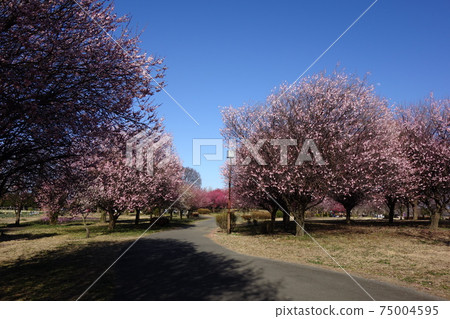 本莊公園梅 本莊公園梅 75004595