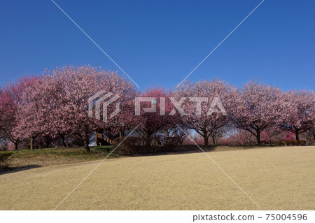 Plum in Honjo Park 75004596