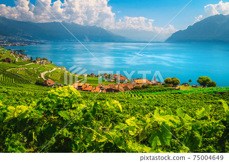 Terraced vineyards on the hill and lake Geneva in background 75004649