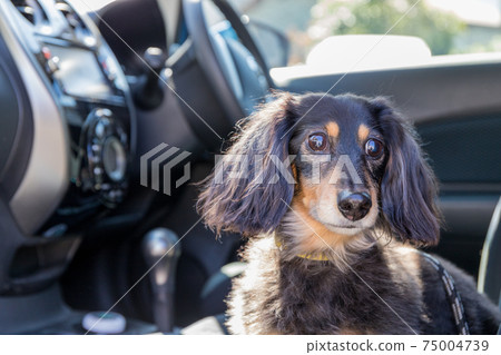 Fun drive with pets Fun drive with pets 75004739