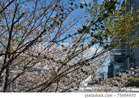 Flowering in the city 75004970