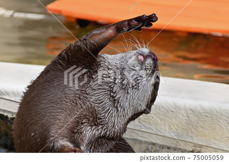 Small-clawed otter 75005059
