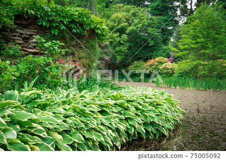 Beautiful view of green trees with ivy tiny leaves Wojslawice, Poland Beautiful view of green trees with ivy tiny leaves Wojslawice, Poland 75005092