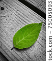 Top view of a green leaf on a gray background - loneliness concept 75005093