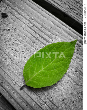Top view of a green leaf on a gray background - loneliness concept 75005093