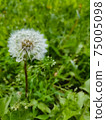 Vertical selective focus shot of a dandelion growing in the greenery 75005098