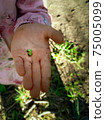 Selective focus shot of a caterpillar on a child's hand 75005099
