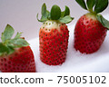 Closeup shot of appetizing fresh large strawberries laying in the snow 75005102