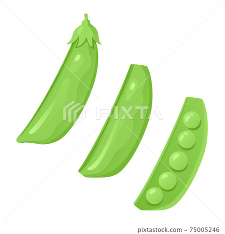 豌豆插圖(切/橫截面) 豌豆插圖(切/橫截面) 75005246