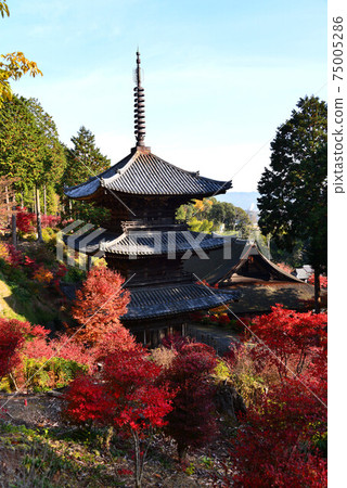 Konan Sanzan Jorakuji Autumn Leaves 75005286