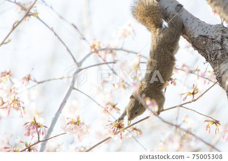 Squirrel eating cherry buds Squirrel eating cherry buds 75005308