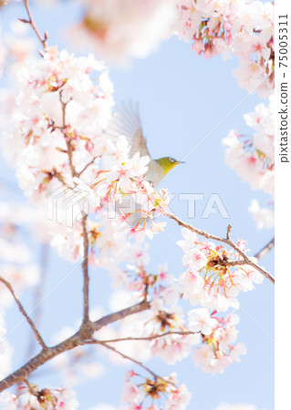 櫻花白眼撲 75005311