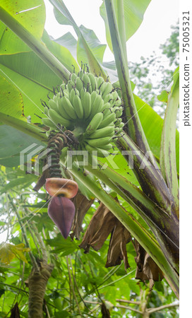 印度尼西亞巴厘島香蕉樹和果實 75005321