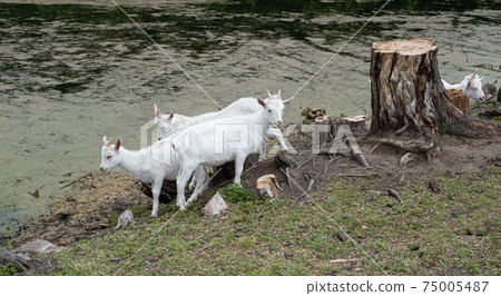 white goats walk near the stump on a lake in Tina 75005487